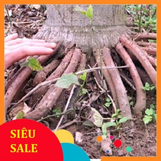 Rễ cây cau tươi 1kg