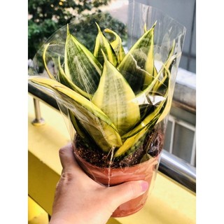 Chậu lưỡi hổ thái vàng (chậu nhựa)