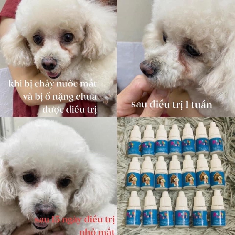 Nhỏ mắt thần thánh hàng Hàn Quốc chó mèo chảy nước mắt, viêm mắt
