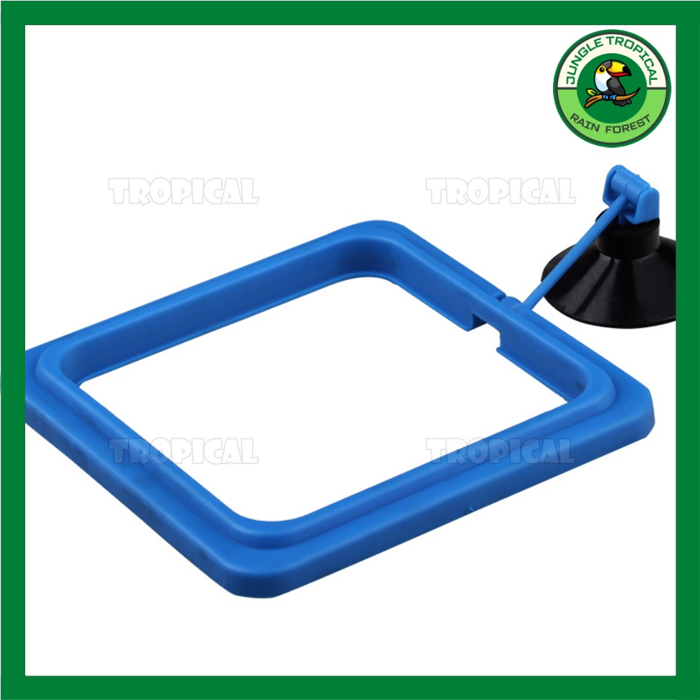 Vòng cho cá ăn - giữ thức ăn không bị phân tán - Loại mỏng/dày - hình tròn/vuông