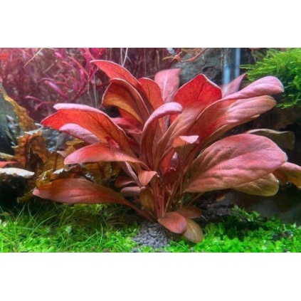 Cây Cải Đỏ Thủy Sinh