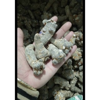 Củ tam thất bắc khô