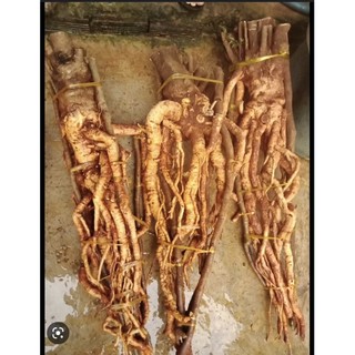 củ đinh lăng tươi 5kg