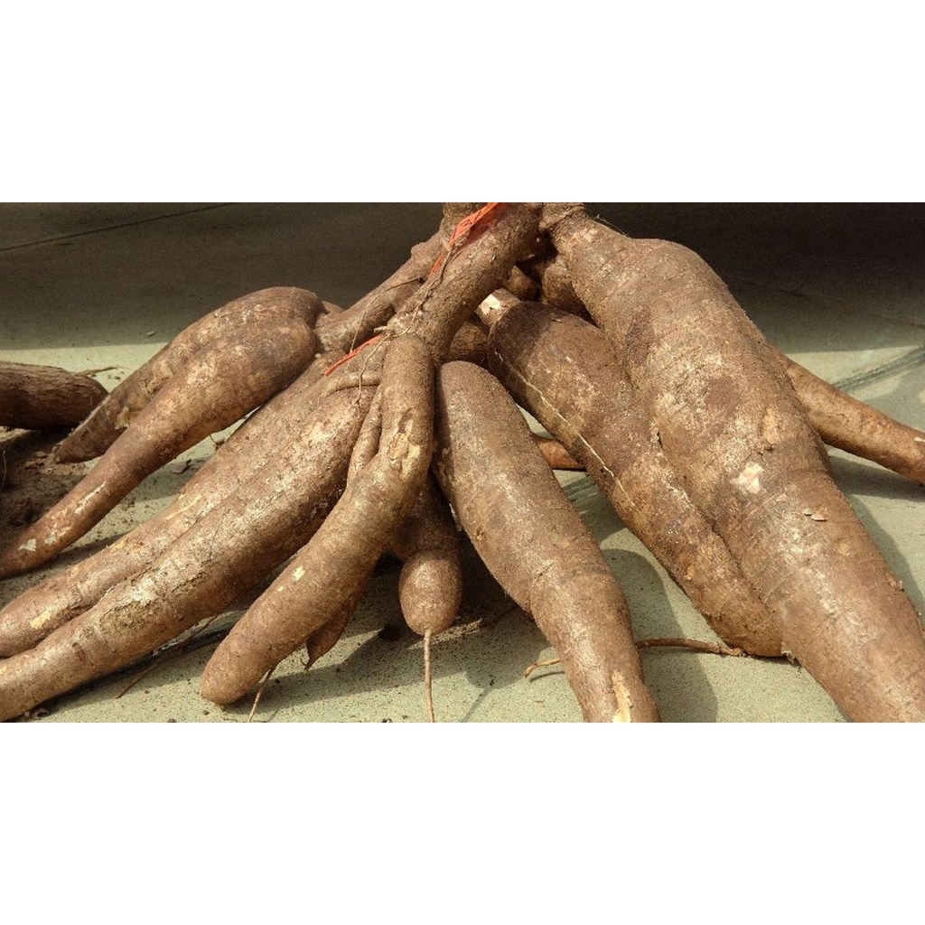 ] 5 KG CỦ KHOAI MÌ RUỘT VÀNG DẺO THÁI LAN