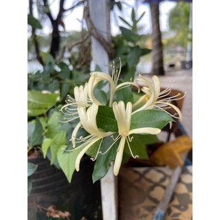 Cây giống kim ngân hoa