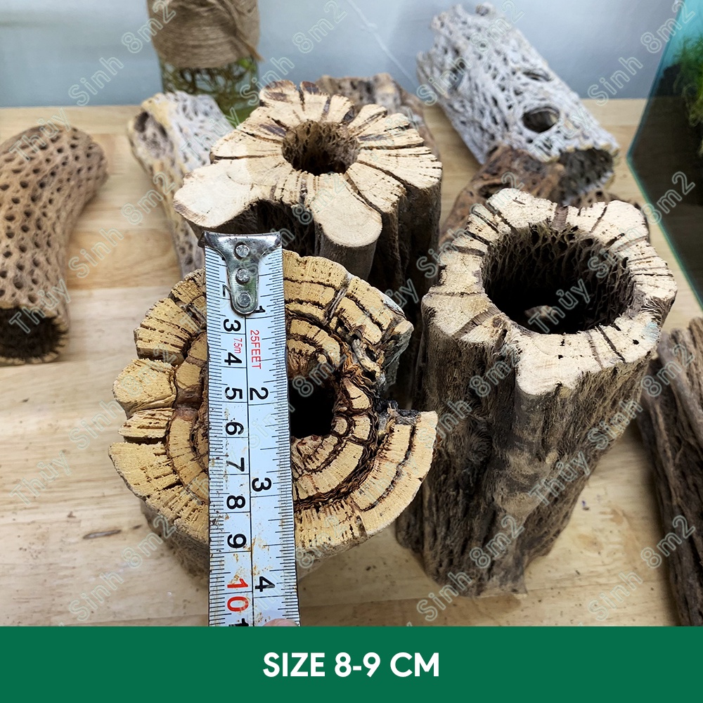 Lũa Teddy Bear Cholla | Đồ Chơi, Trang Trí Hồ Cá Tép Cảnh | 8m2