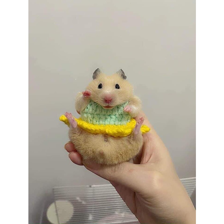 Mũ nón , váy áo cho chuột Hamster