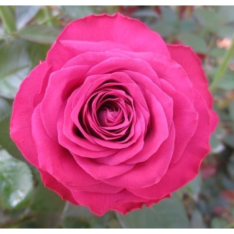 Cây hoa hồng ngoại Precious Moment-Cây hoa hồng ngoại Precious Moment