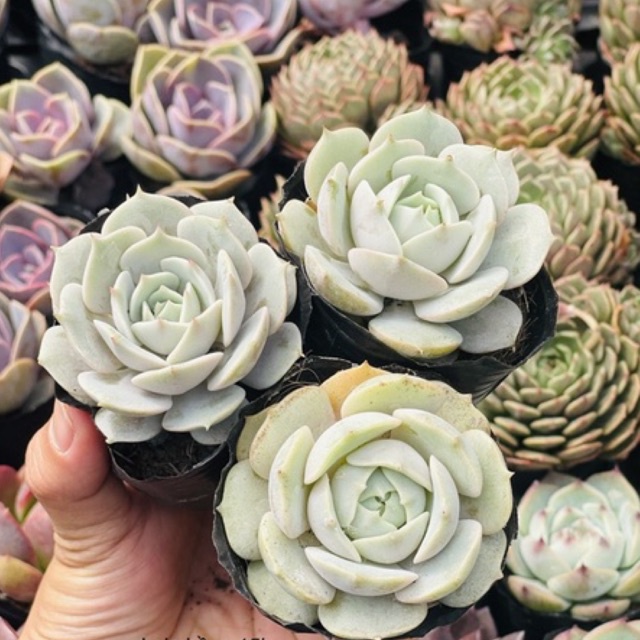 sen đá Lola hồng size 6-7cm