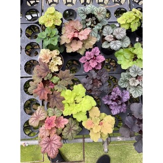 Chậu chuông san hô- Heuchera, cây lá màu, rực rỡ đủ sắc màu