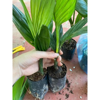 Combo 3 cây cau lùn -cau tứ quý