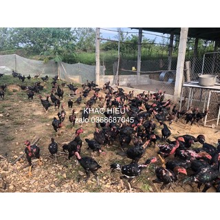 Trứng gà chọi thuần chủng ấp nở 10 quả