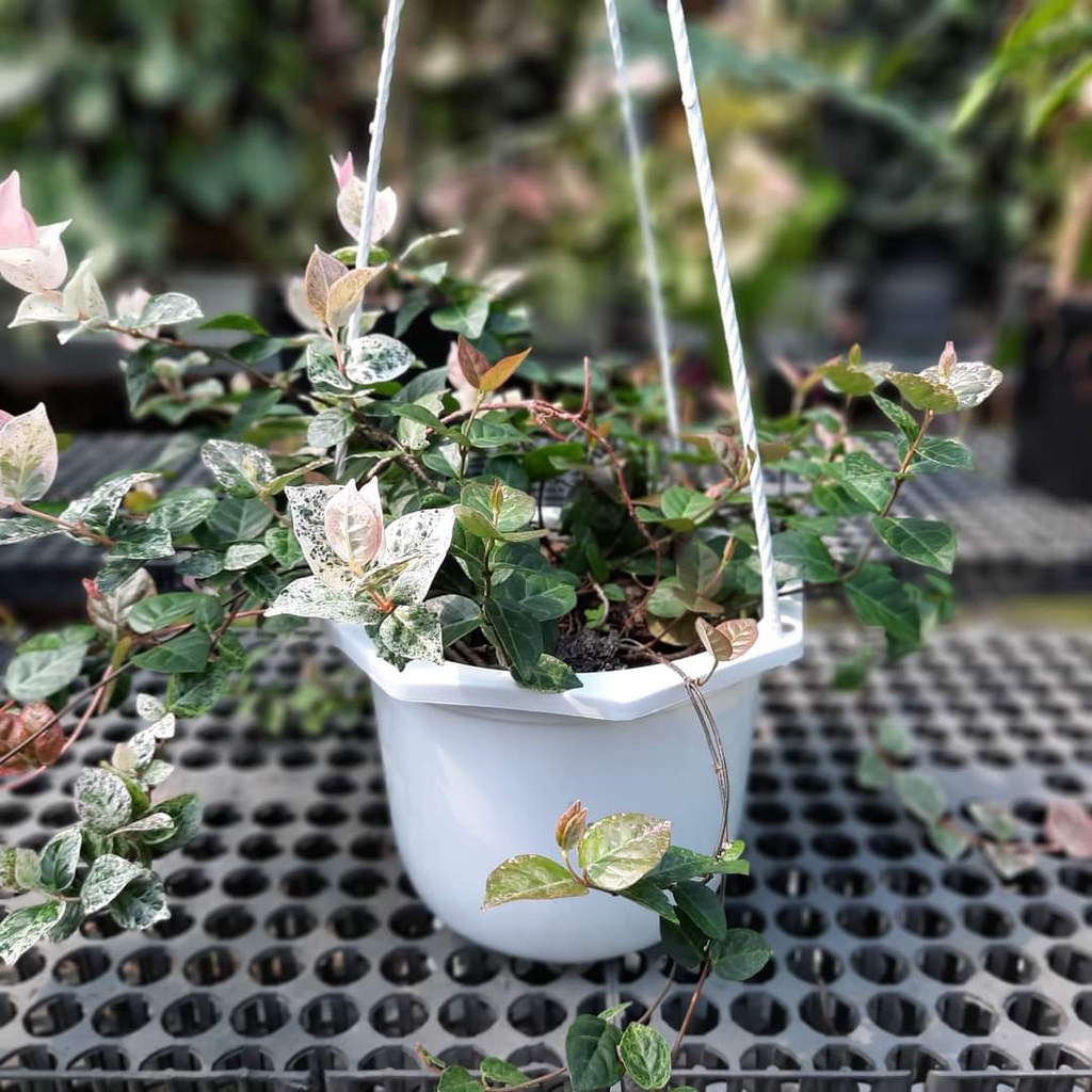 Cây thằn lằn Thái giỏ treo ĐẸP