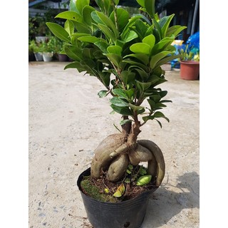 Củ si Nhật để bàn