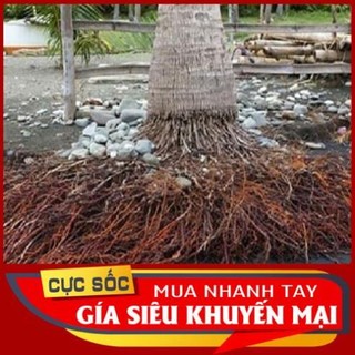 Rễ Cây Dừa tươi 1kg [Thảo Dược Ngọc Ánh]