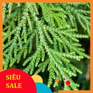 1kg lá thuộc bài tuoi cây thuộc bài tuoi