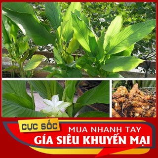 Lá Nghệ tươi 100gr [Thảo Dược Ngọc Ánh]