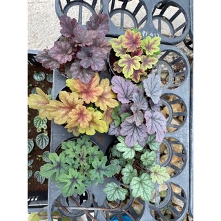 Chậu chuông san hô- Heuchera, cây lá màu, rực rỡ đủ sắc màu