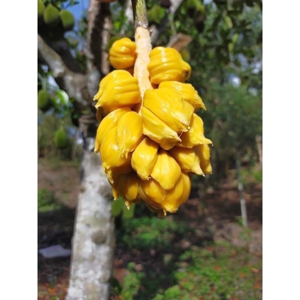 Cây mít tố nữ siêu sai