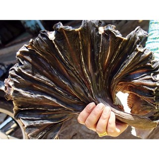 Khô Cá Chì Dao ( Đuối Đen) (500 gram)- Vựa Khô Minh Triết