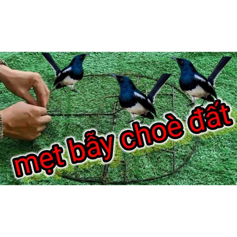mẹt choè đất bán nguyệt