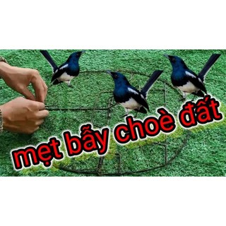 Mẹt choè đất bán nguyệt