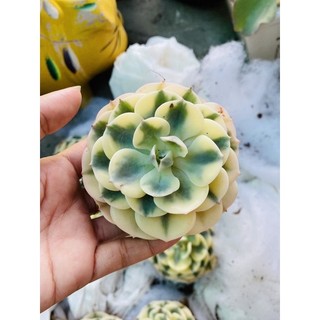 Sen đá đất xanh var