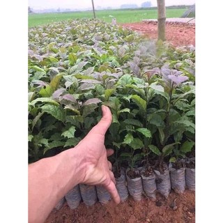Combo 5 cây giống xạ đen hoà bình