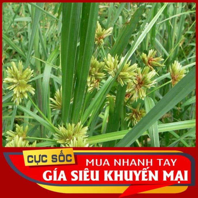 Cỏ Cứu tươi 1kg [Thảo Dược Ngọc Ánh]
