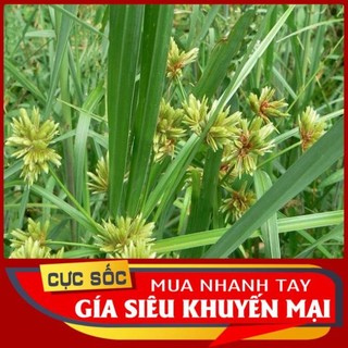 Cỏ Cứu tươi 1kg