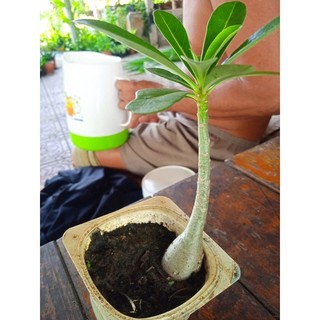 Cây sứ con giống