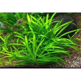 Cây thủy sinh Cỏ thìa 10 cây