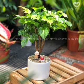 Cây Hạnh Phúc size để bàn kèm chậu gốm (nắng vừa)