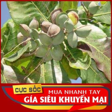 3kg Lá Bàng tươi - Hàng có sẵn síp hoả tốc 1h nhận hàng