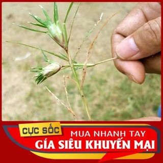 Cỏ đầu Gà tươi (Cỏ chĩ 1kg [Thảo Dược Ngọc Ánh]