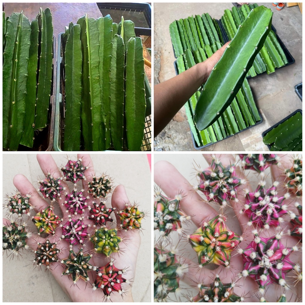Combo chân tháp và chồi tháp xương rồng gym lem CACTUSONE_SHOP kích thướt chồi 2-3cm