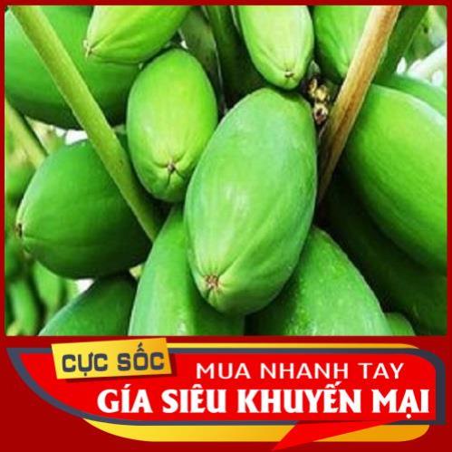 Trái Đu Đủ non (Quả Đu Đủ non) 1kg - Thảo Dược Ngọc Ánh