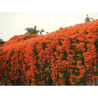 cây leo ớt chùm, rạng đông