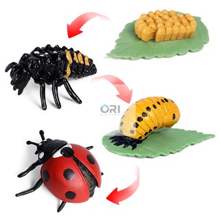 Học liệu Montessori - Mô hình vòng đời của Bọ Rùa - Ladybug life cycle