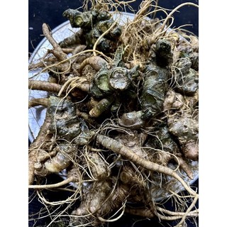 sâm ngoc linh(1kg size 10củ)