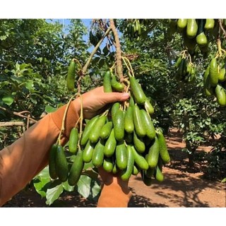Cây bơ Loka giống (cây khỏe đẹp, được kiểm tra cây)