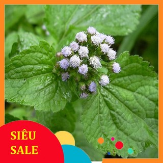 1kg cỏ ngũ sắc tươi