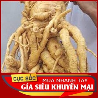 Củ Đinh Lăng Lá Nhỏ (Đinh Lăng Nếp) Tươi [Thảo Dược Ngọc Ánh]