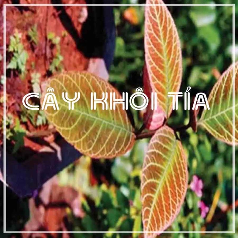 Lá Khôi Tía khô 1kg