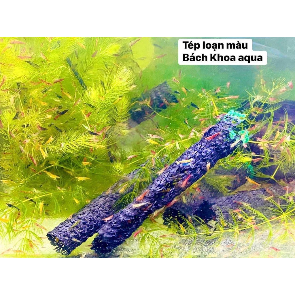 T.ép loạn màu cho bể thủy sinh