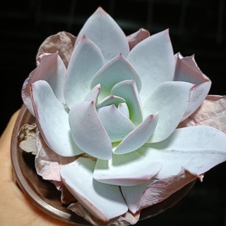 Sen đá hạc trắng size 14-15cm