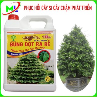 Max root Siêu kích rễ bung đọt cực mạnh