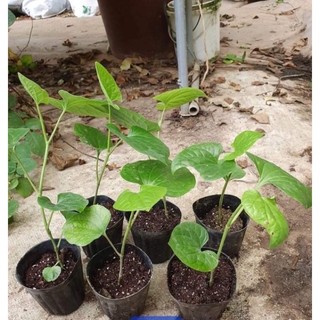 Cây giống lá lốp