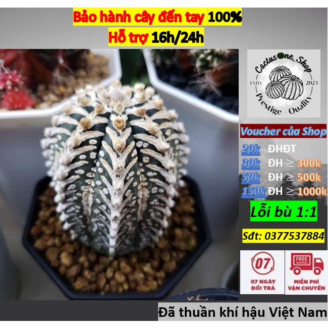 Xương rồng Aster CACTUSONE_SHOP vân đẹp có hoa kích thướt 5-6cm