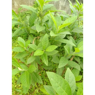 1 kg Lá mật gấu tươi